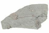 Fossil Crinoid Plate (Four Species) - Crawfordsville, Indiana #197538-1